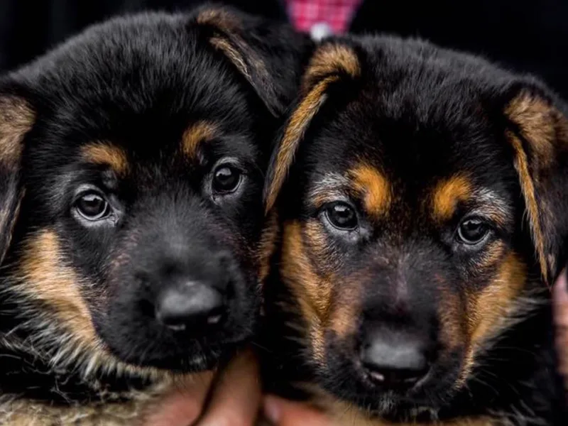 Gallatin Valley German Shepherds