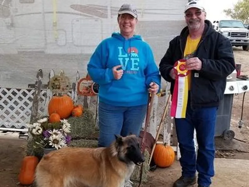 Gallery's Belgian Tervurens