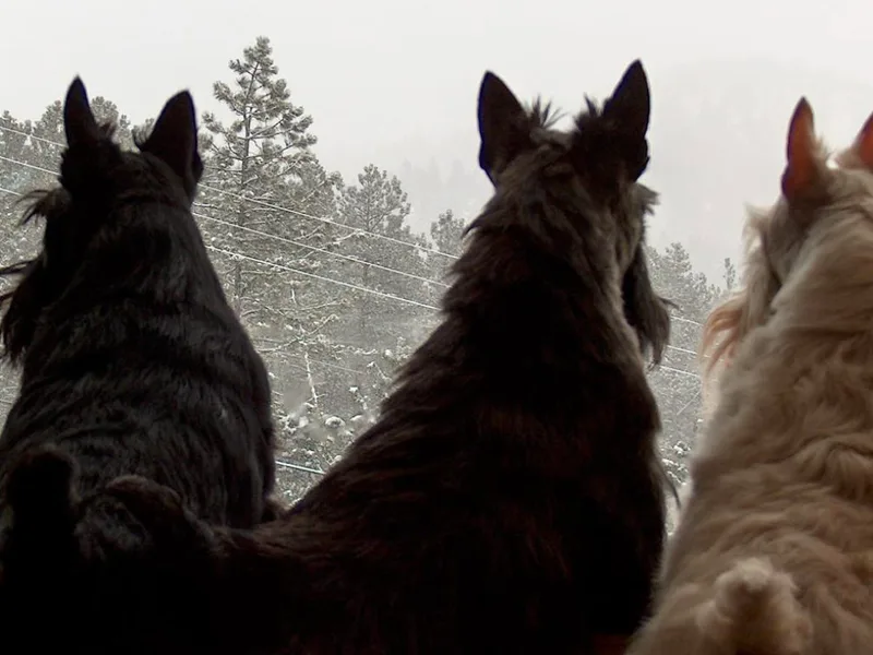 Gallica Scottish Terriers