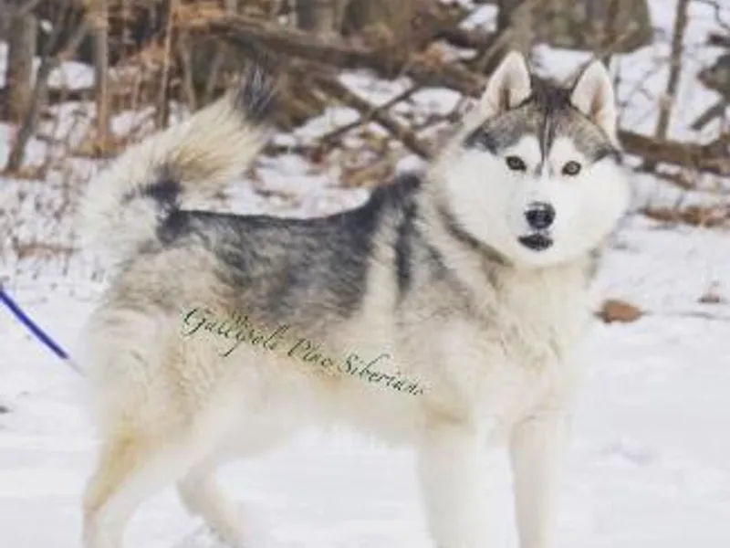 Gallipoli Pine Siberians