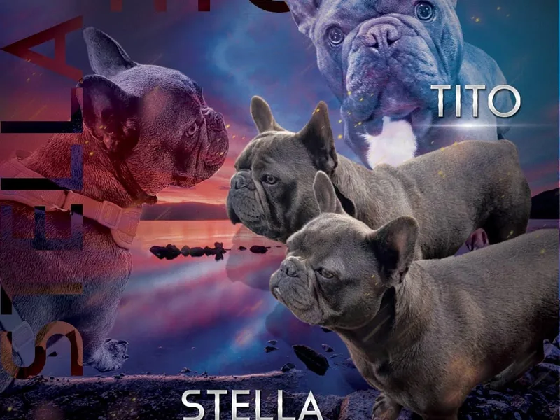 Galm’s French Bulldogs