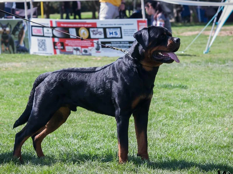 Gambill Haus Rottweilers