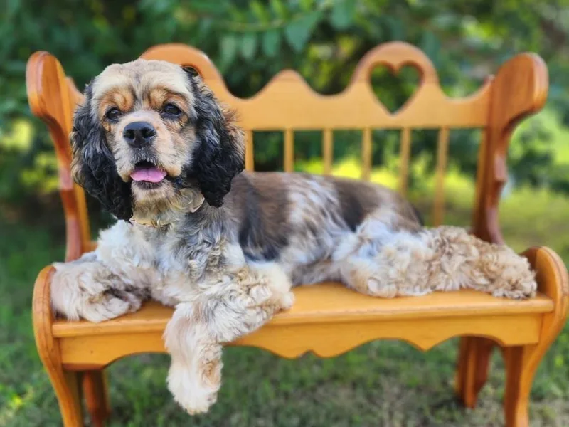 Gambill's Cocker Spaniel Cuties
