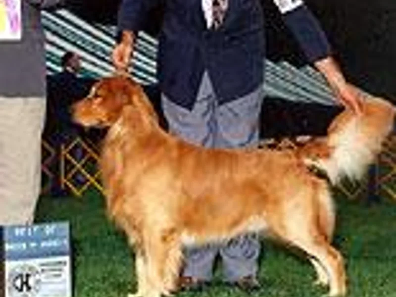 GambitGoldens