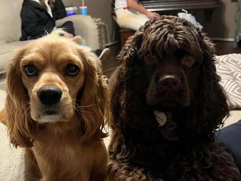 Gambles Cocker Spaniels