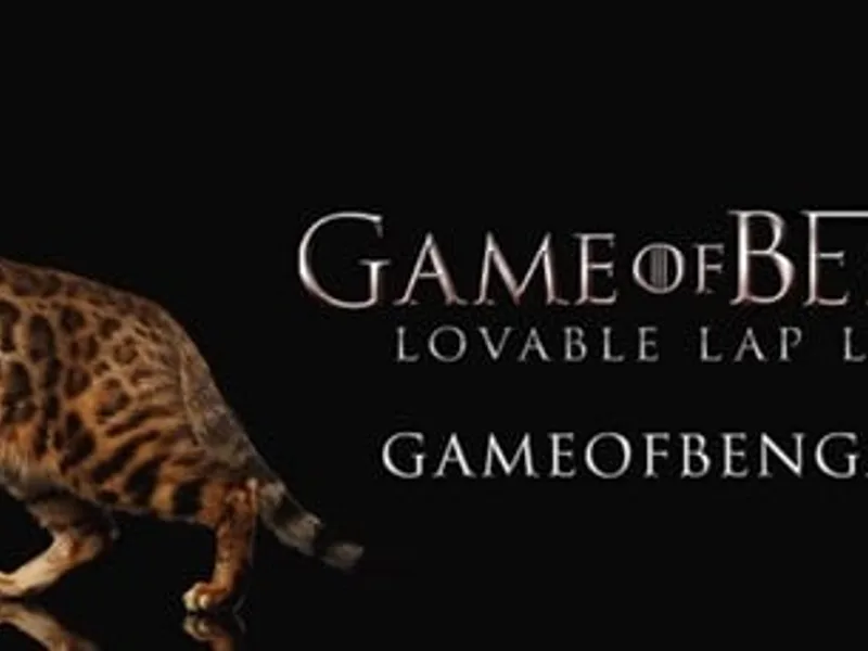 GameofBengals photo 1