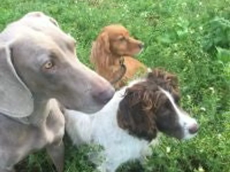 Gamestyle Gundogs photo 1