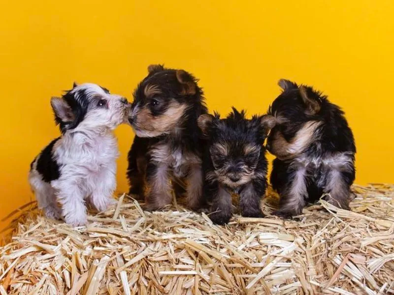 Gamora’s Galactic Paw Pals