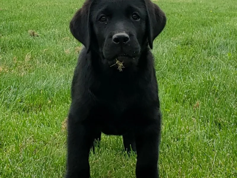 Ganderwood English Labradors
