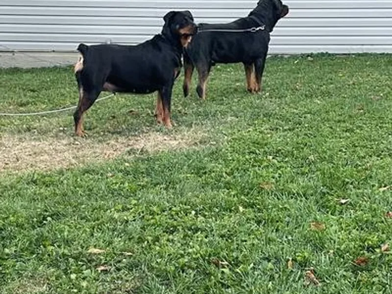 Garcia Rotties