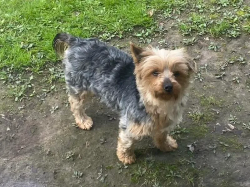 Garcia’s Fur Babies