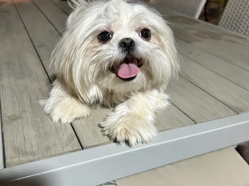 Garcia_shihtzu