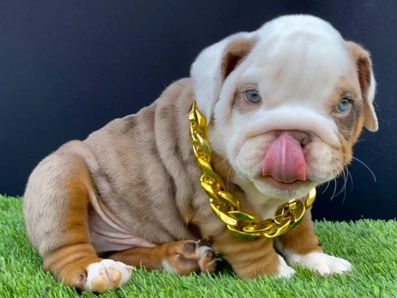 Garcias bulldogs