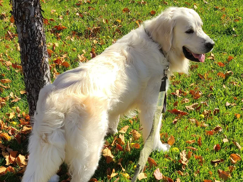 Garden Creek Goldens