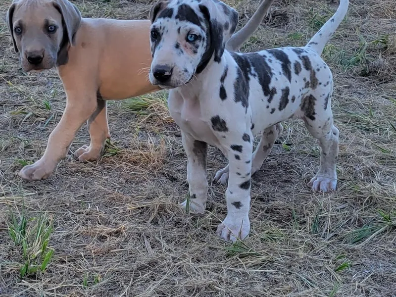 Garden Grove Great Danes