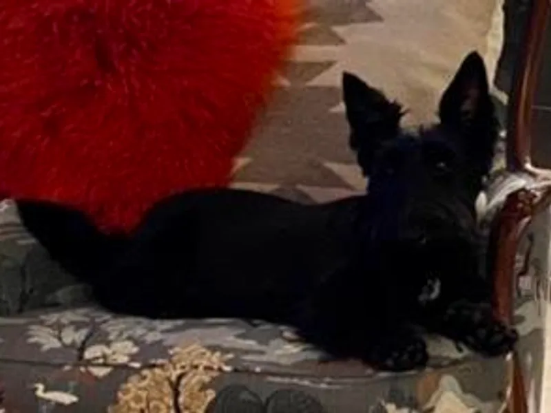 Garden Scottish Terriers