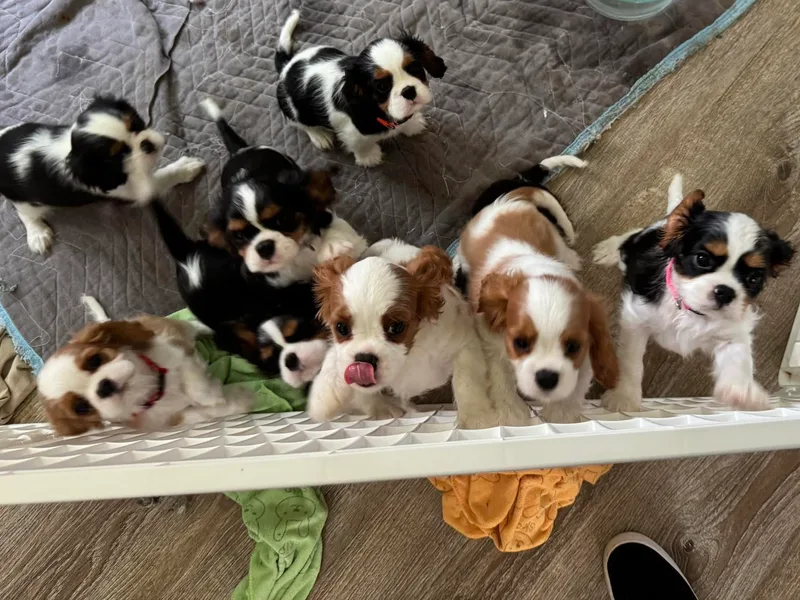 Gardenwood Park Cavaliers