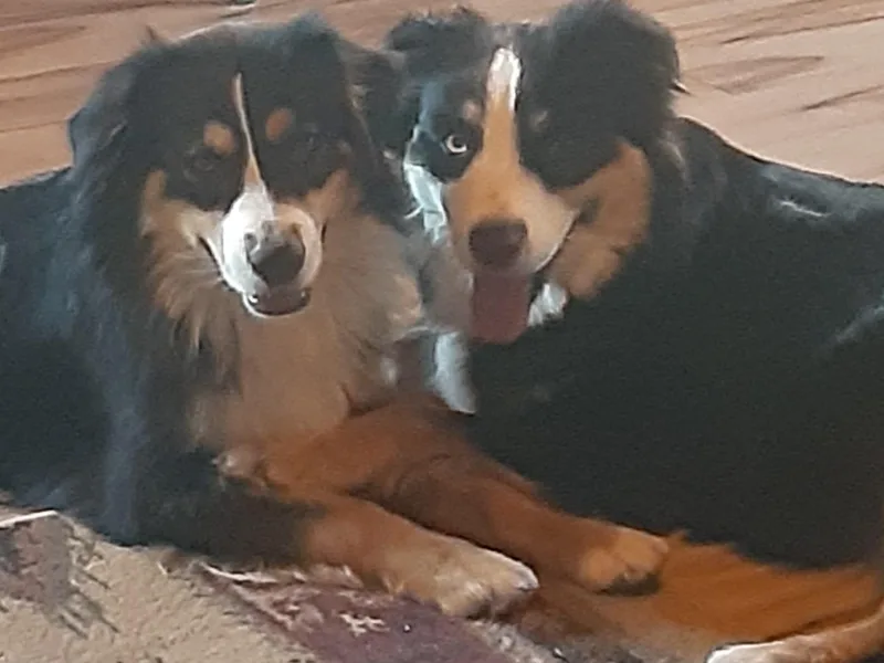 Gardner Canyon Kennels