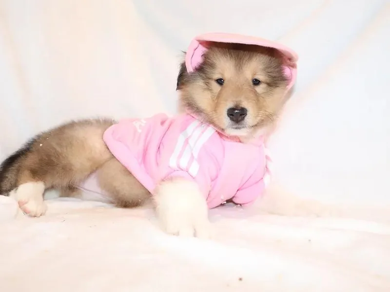 Garlind Ridge Collies