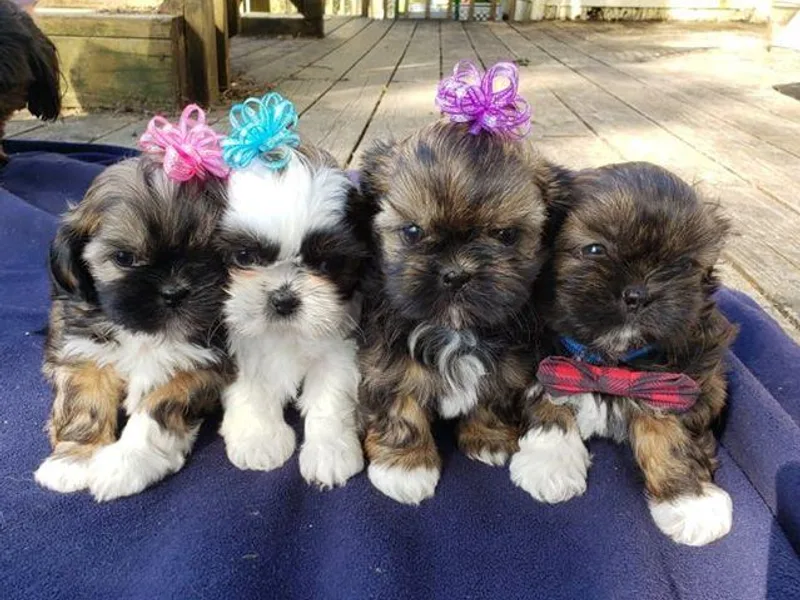 Garrard Creek Shih Tzus