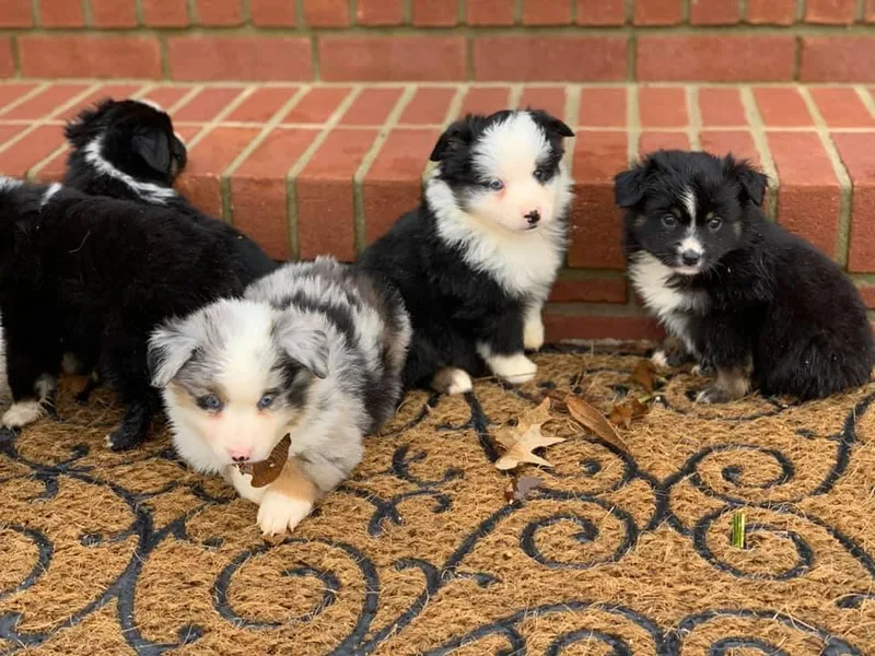 Garrett’s Ridge Farm