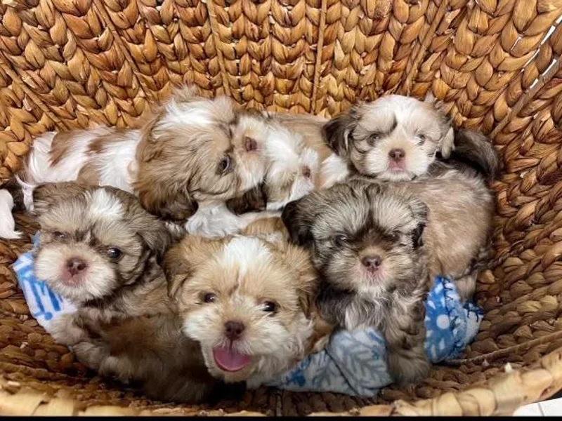 Garry's Shih Tzus