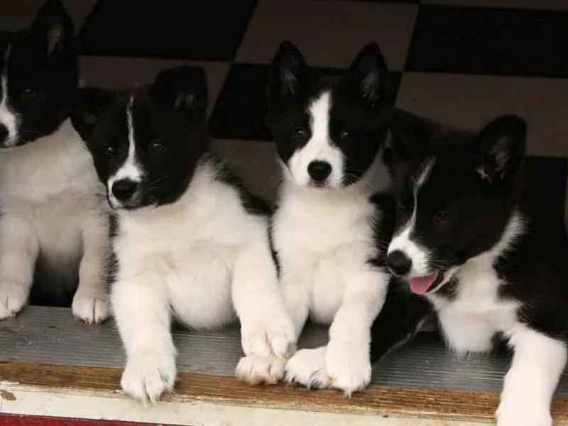 Gary Boots' Karelian Bear Dogs photo 1