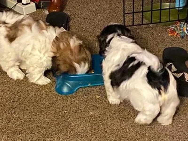Gary's Shih Tzus