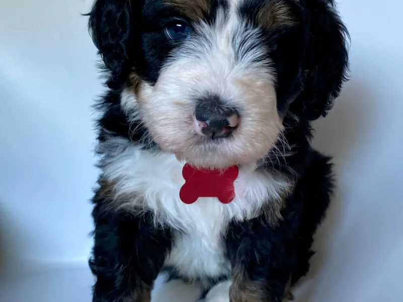 Gaston’s Posh Poodles and Doodles photo 1