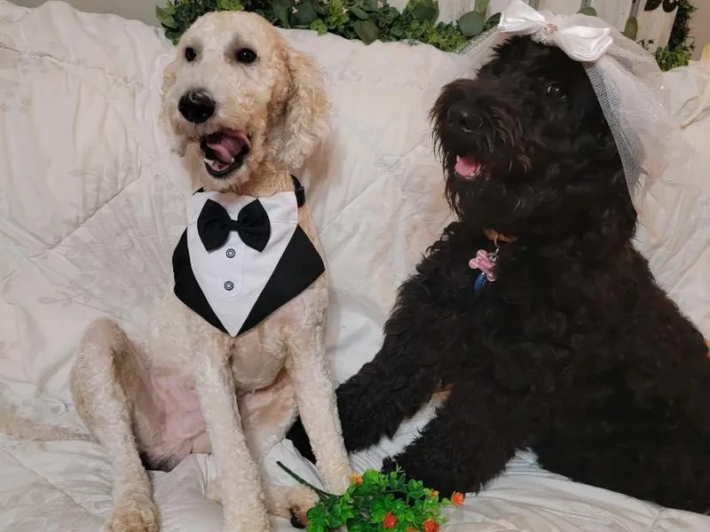 Gate’s Open Goldendoodles photo 1