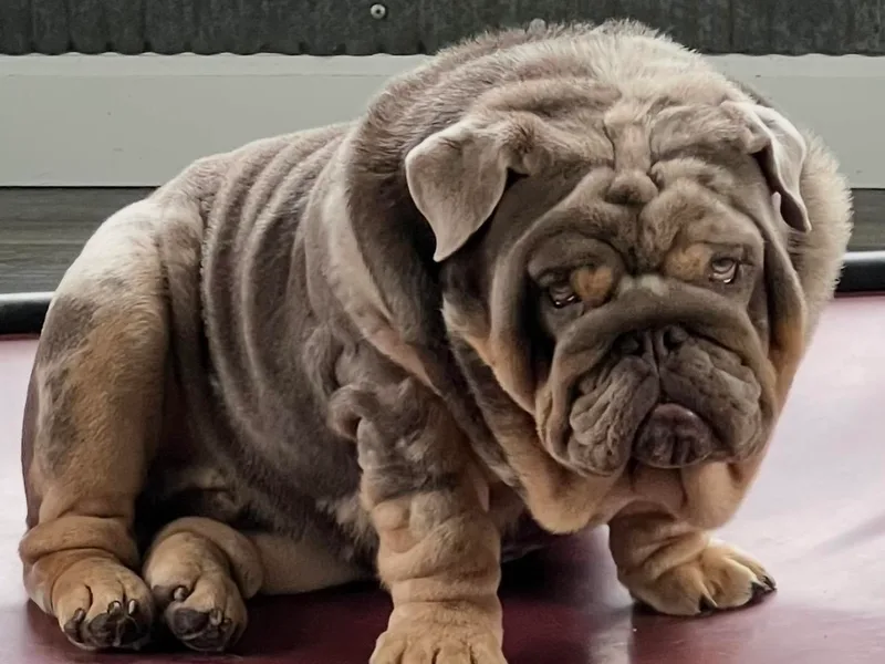 Gavier’s Classy Bulldogs