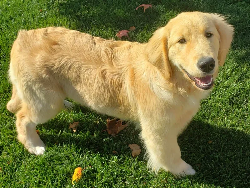 Gazebo Goldens photo 1