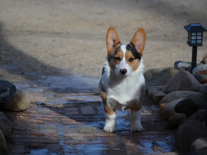 GC Farms Corgis