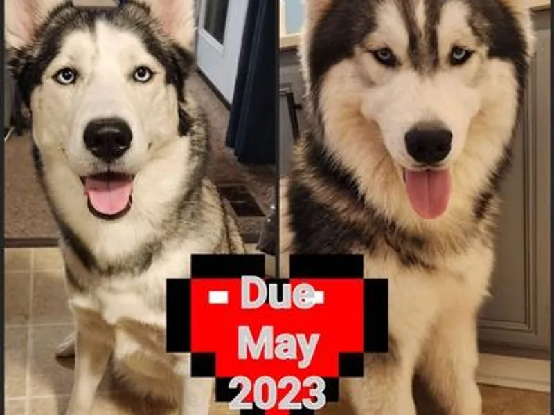 Geeky But Cute Canines