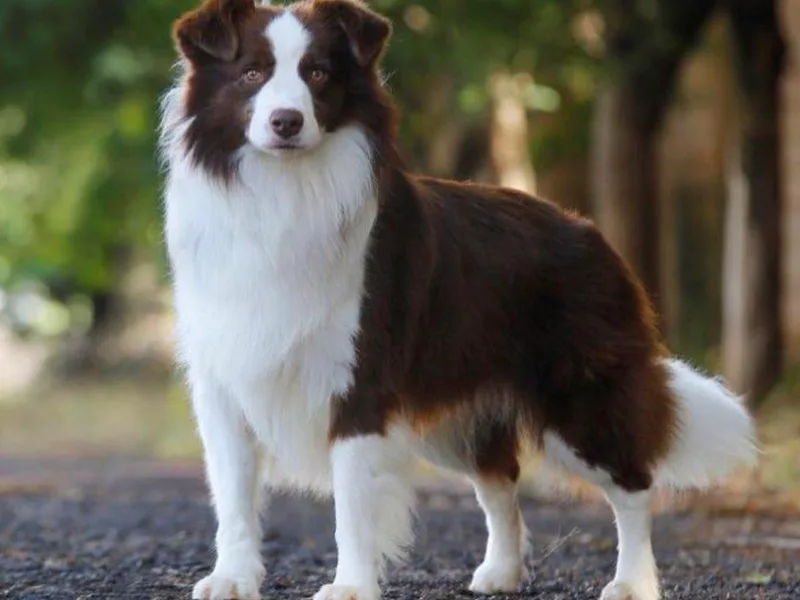Geiss' Border Collies