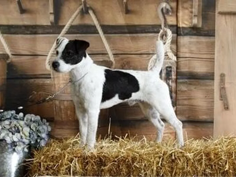 Gem Dandy Jack Russell Terriers