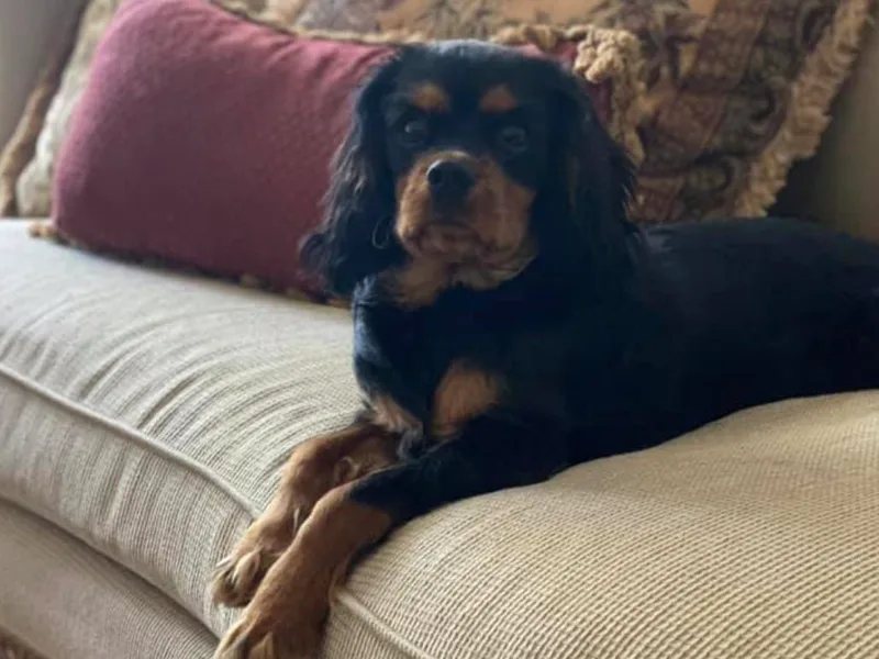 Gem State Precious Cavaliers LLC