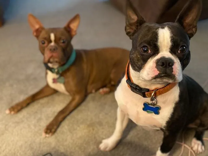 Gemini Boston Terriers