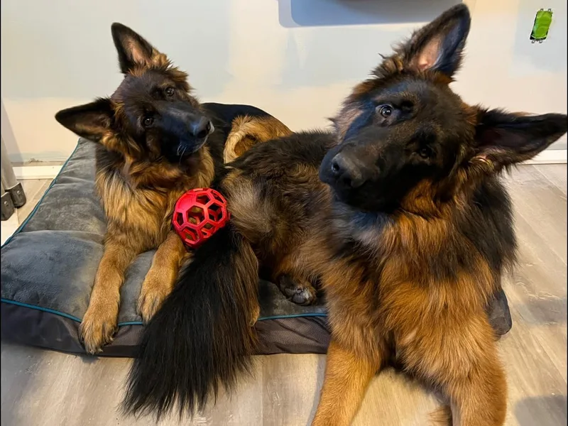 Gemini GSD