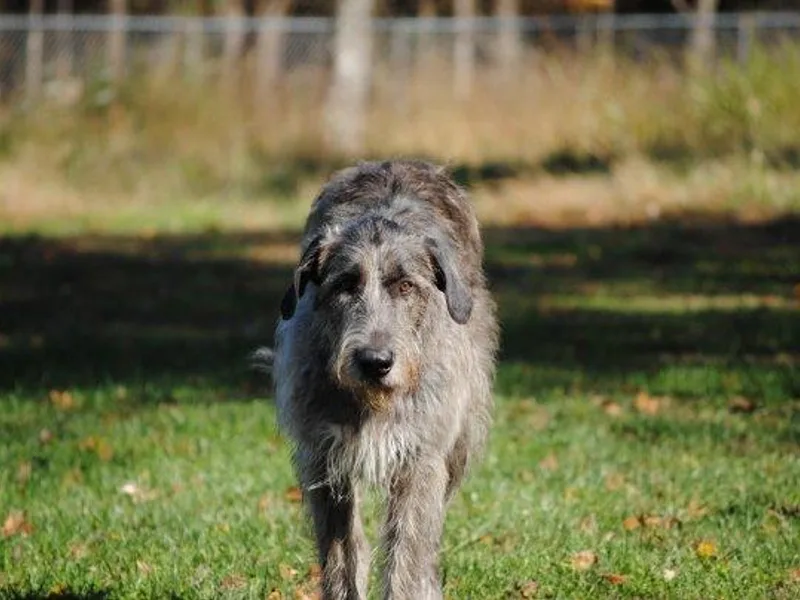 Gemini Irish Wolfhounds