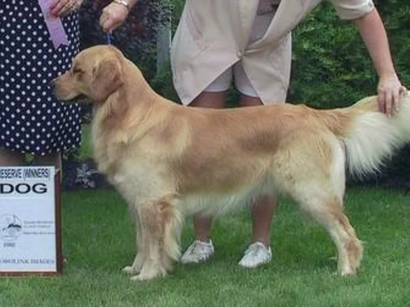Gemstar Golden Retrievers