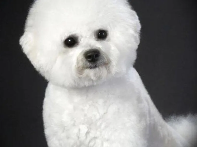 Gemstone Bichons