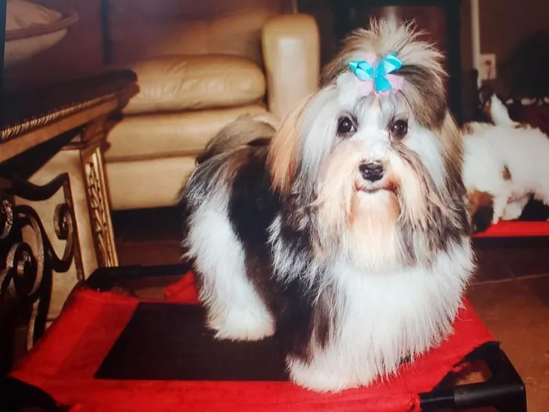 Gemstone Havanese