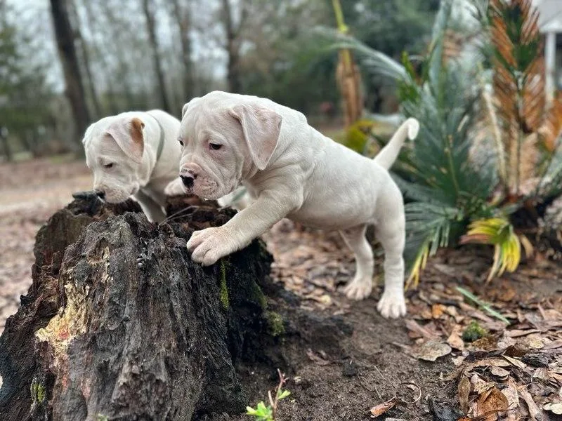Genesis American Bulldogs