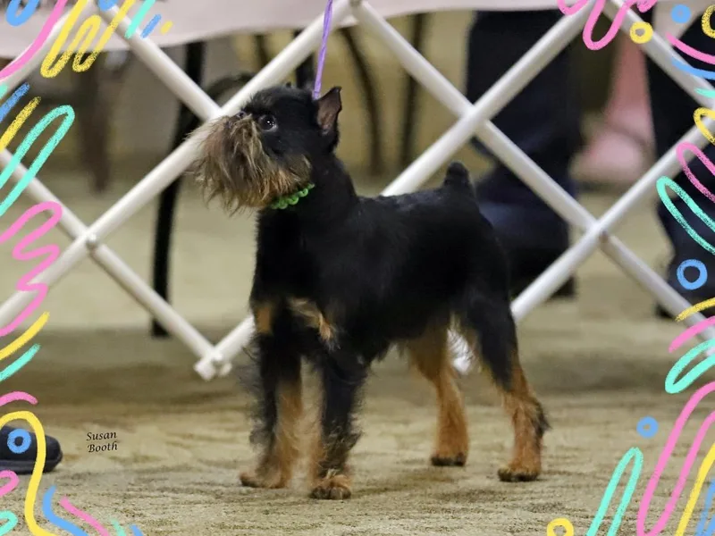 Genesis Brussels Griffons