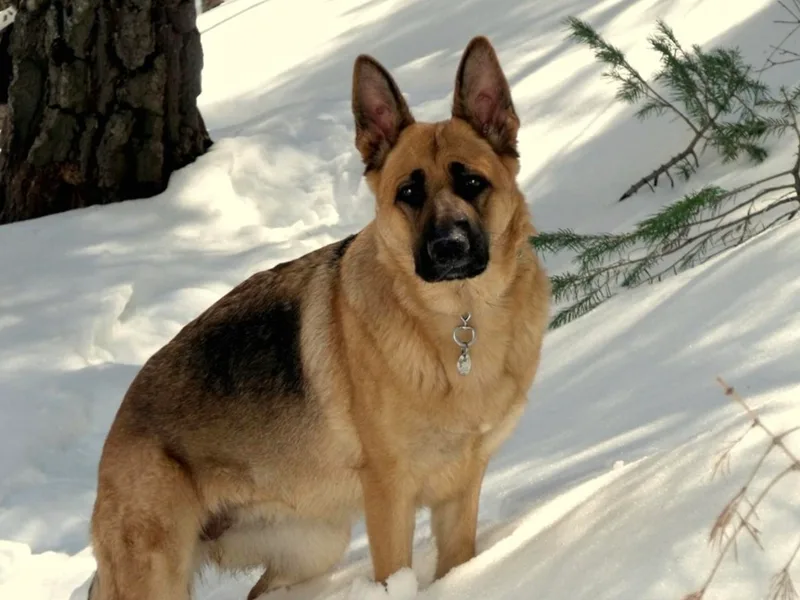 Gentle Giants German Shepherds