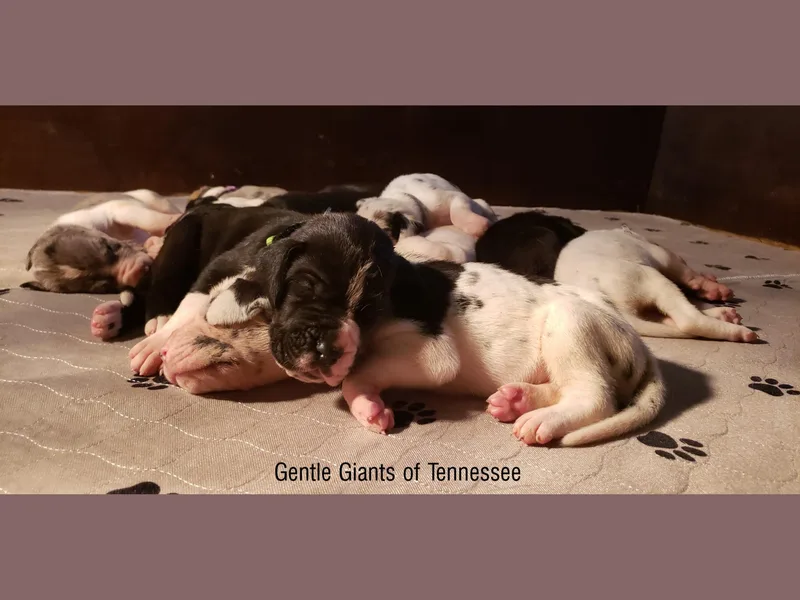 Gentle Giants of Tennessee Great Danes