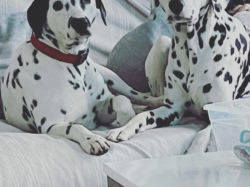 Gentry’s Dalmatians