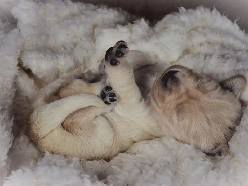 Gentry’s Pride Golden Retrievers