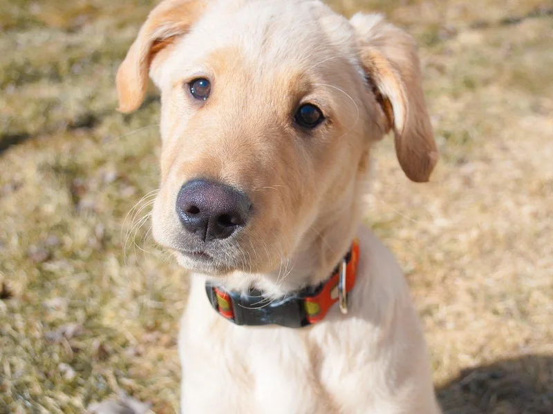 George's Gorgeous Goldens